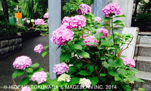 ></p></div>
			</div>
		</article>
		<div class=